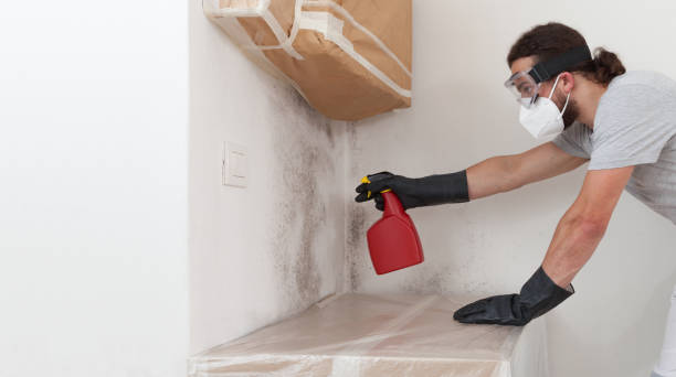 Basement Mold Remediation treatment on basement walls in Beverly