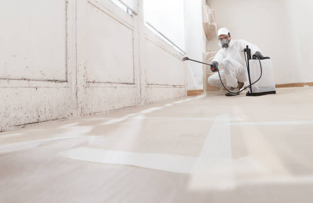 Black mold remediation team in Beverly
